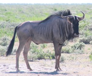 30-4-2010. Etosha. Wildebeest (3)